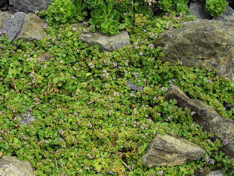 Mentha requienii photo